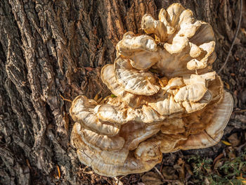 Close-up of tree trunk