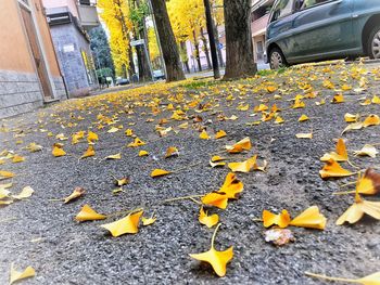 Autumn leaves in city