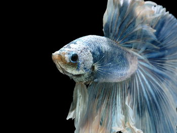 Siamese fighting fish fight blue fish, betta splendens, betta fish, half moon betta.