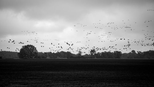 Flock of birds flying in the sky