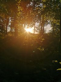 Sunlight streaming through trees in forest at sunset