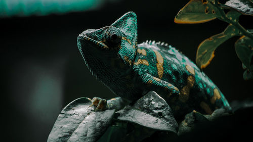 Close-up of lizard