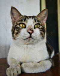 Close-up portrait of cat