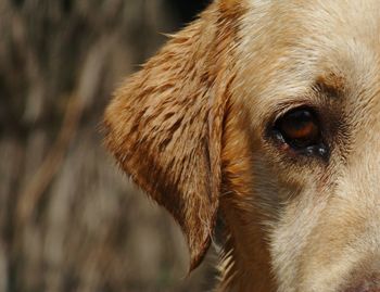 Close-up of a dog