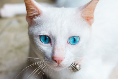 Close-up portrait of cat