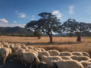 Flock of sheep on field against sky