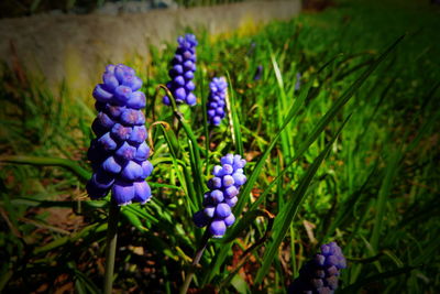 Close-up of purple crocus flowers growing on field