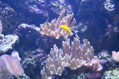 Close-up of fish underwater