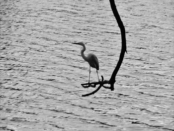 High angle view of gray heron on lake