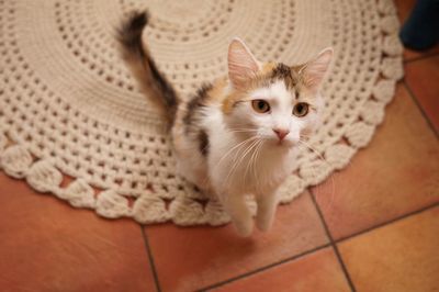 High angle portrait of cat on floor
