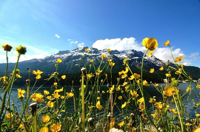 Close-up of flowers blooming in field