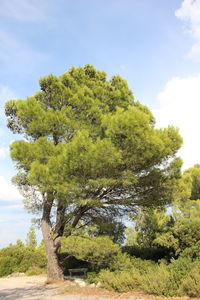 Tree by plants against sky