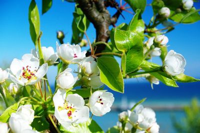 Close-up of white cherry blossoms