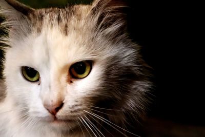 Close-up portrait of a cat