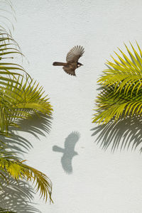 Bird flying over palm tree