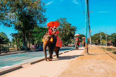 Full length of elephant walking in city