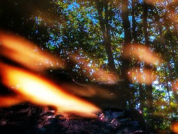 Low angle view of trees