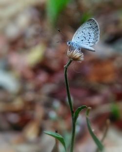 Close-up of butterfly on plant