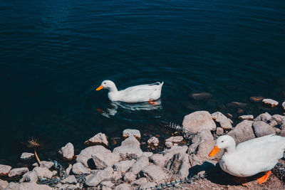 Swan swimming in water