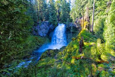 View of waterfall in forest