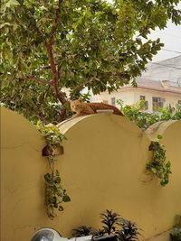 Plants growing outside building