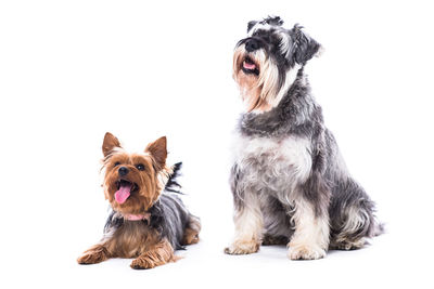 Portrait of dog over white background