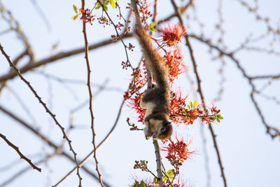 Low angle view of a bird on branch