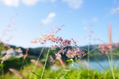 Close-up of flowering plants on field against sky