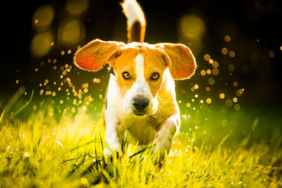 Portrait of dog on field