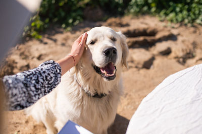 A man's hand is stroking a long-haired labrador retriever that is sitting on the sand