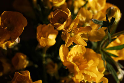 Close-up of yellow flowering plant