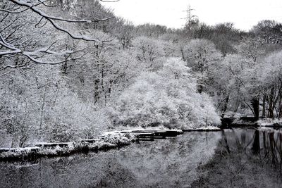 Trees in pond