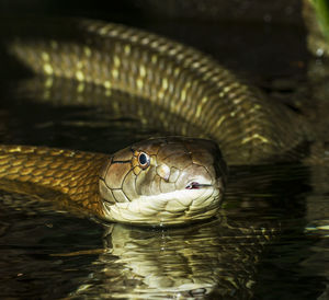 Close-up of snake in sea