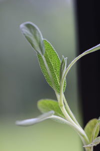Close-up of plant
