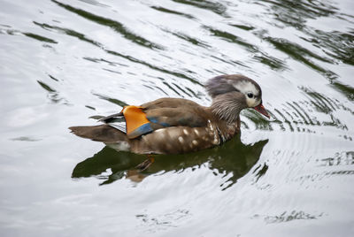 Duck swimming in lake