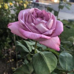 Close-up of pink rose