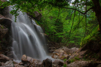 Scenic view of waterfall in forest
