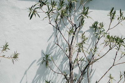 Close-up of plant against wall