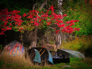 View of red flowering plants on land