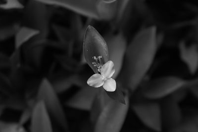 Close-up of flowering plant