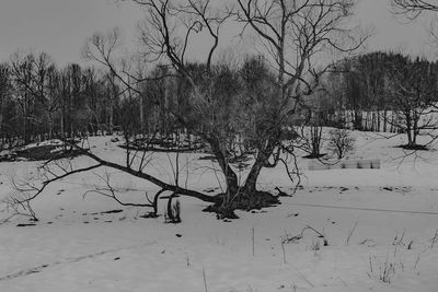 Bare trees on snow covered field