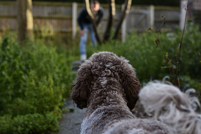 Cockapoo dog looking away 