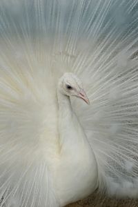 Close-up of an albino peacock