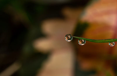 Close-up of water drops on blade of plant