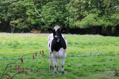 Portrait of horse standing on field