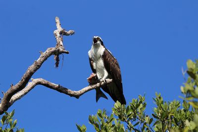 Low angle view of bird perching on branch against blue sky