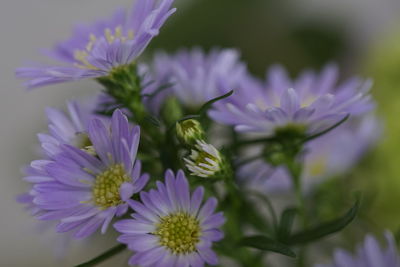 Close-up of purple flower