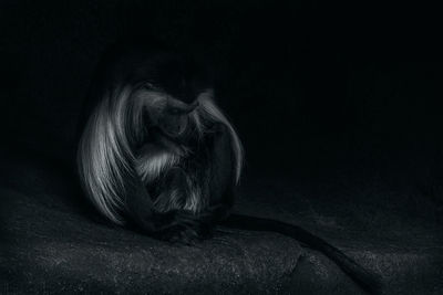 Close-up of dog sitting against black background