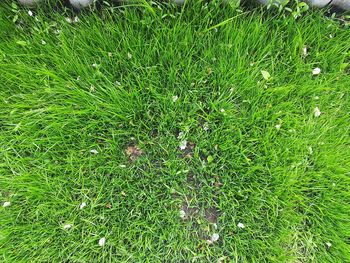 Full frame shot of grass on field