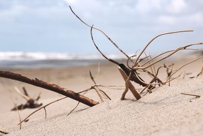 Close-up of driftwood on beach against sky